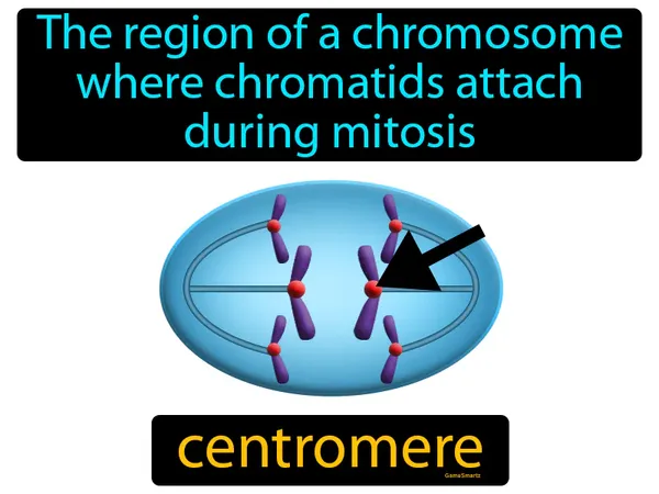 the region of a chromosome where chromatids attach during mitosis