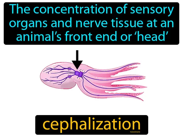 the concentration of sensory organs and nerve tissue at an animal’s front end or ‘head’