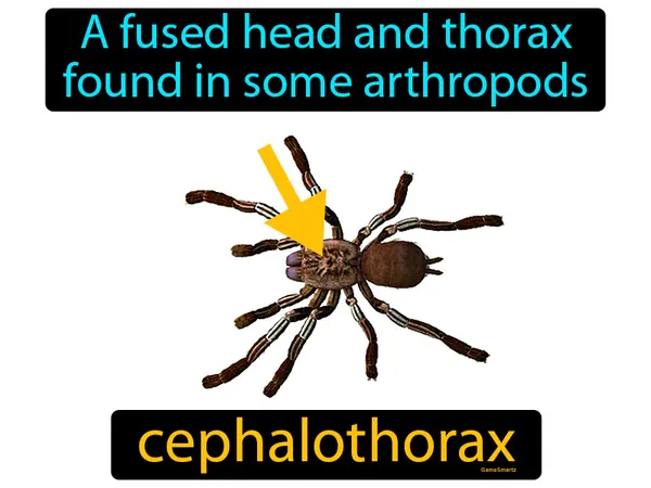 a fused head and thorax found in some arthropods