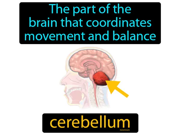 the part of the brain that coordinates movement and balance