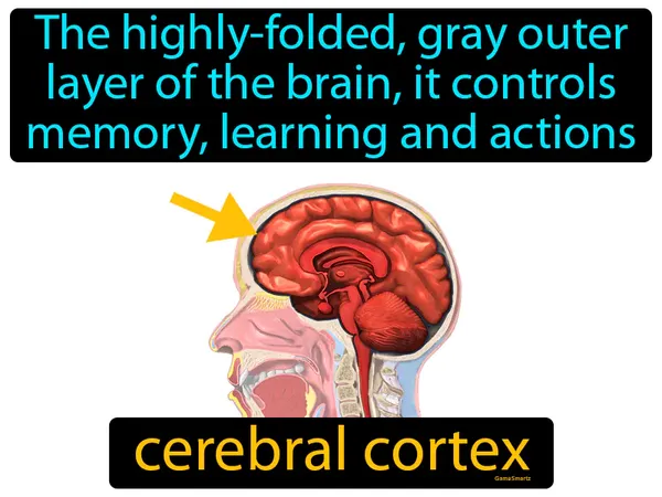 the highly-folded, gray outer layer of the brain, it controls memory, learning and actions