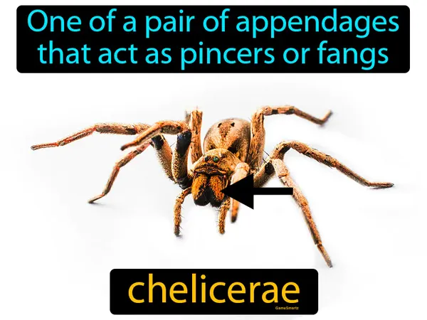 one of a pair of appendages that act as pincers or fangs, in Chelicerata like sea spiders
