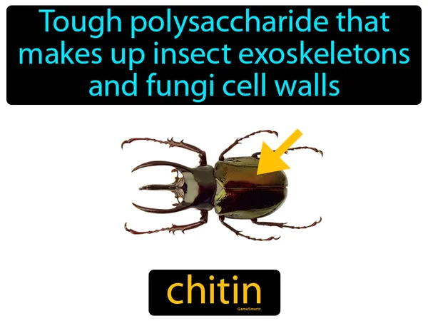 tough polysaccharide that makes up insect exoskeletons and fungi cell walls