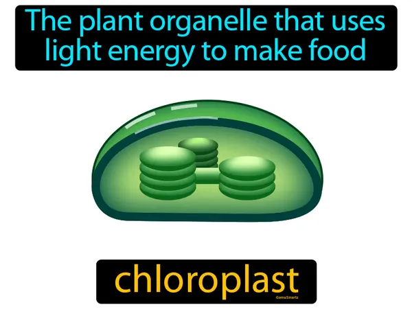 the plant organelle that uses light energy to make food