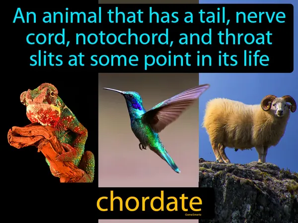an animal that has a tail, nerve cord, notochord, and throat slits at some point in its life