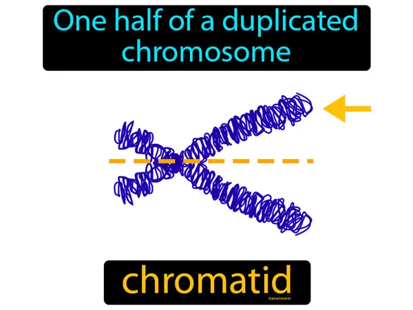 one half of a duplicated chromosome