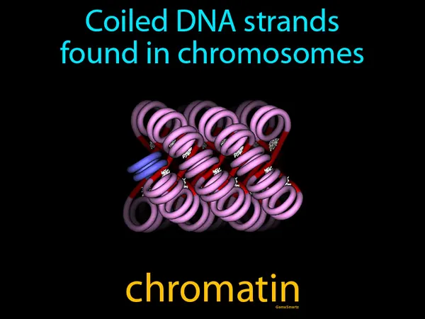 coiled DNA strands found in chromosomes