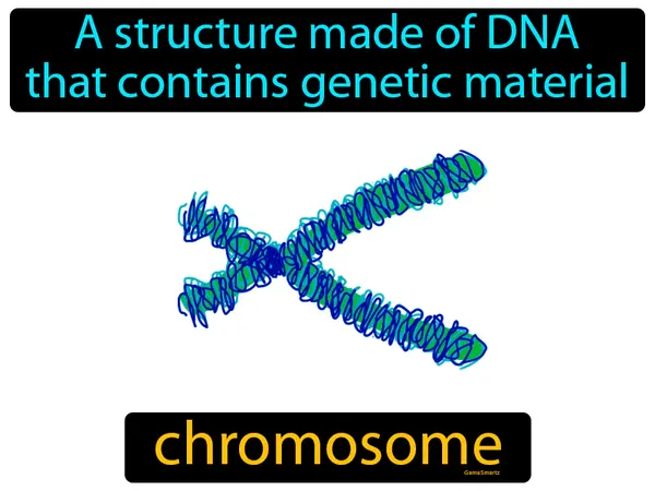 a structure made of DNA that contains genetic material