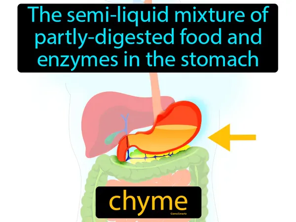 the semi-liquid mixture of partly-digested food and enzymes in the stomach