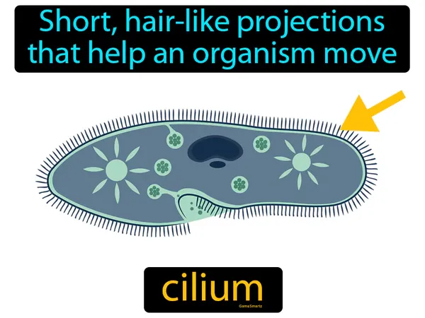 short, hair-like projections that help an organism move