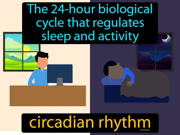the 24-hour biological cycle that regulates sleep and activity
