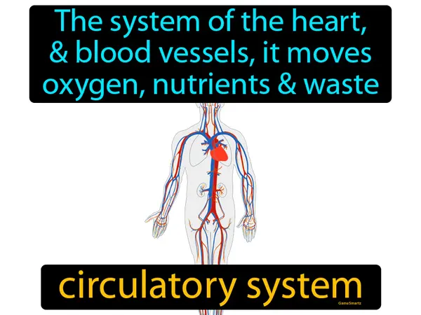 the system of the heart, blood, and blood vessels, it moves oxygen, nutrients and waste