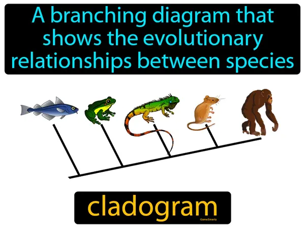 a branching diagram that shows the evolutionary relationships between species