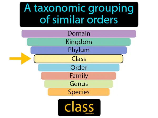 a taxonomic grouping of similar orders
