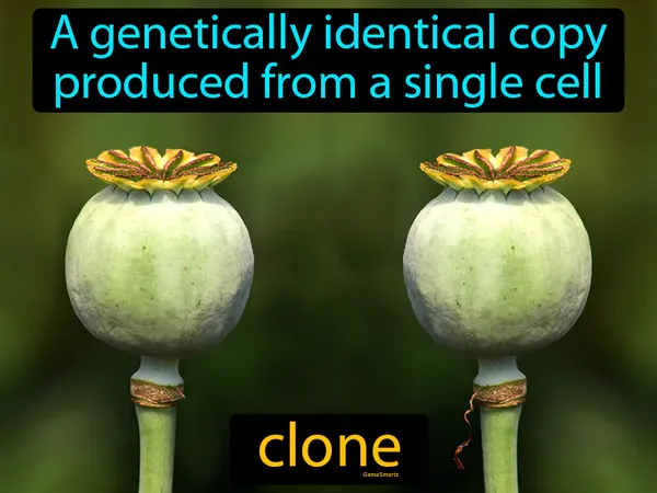 a genetically identical copy produced from a single cell