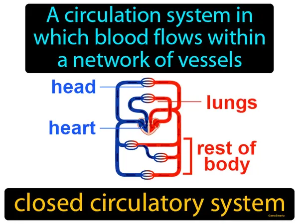 a circulation system in which blood flows within a network of vessels
