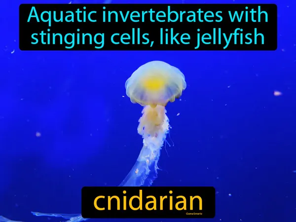 aquatic invertebrates with stinging cells, like a jellyfish