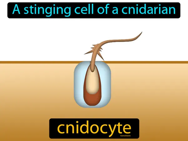 a stinging cell of a cnidarian