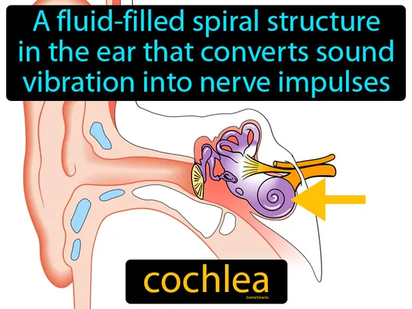 a fluid-filled spiral structure in the ear that converts sound vibration into nerve impulses