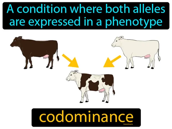 a condition where both alleles are expressed in a phenotype