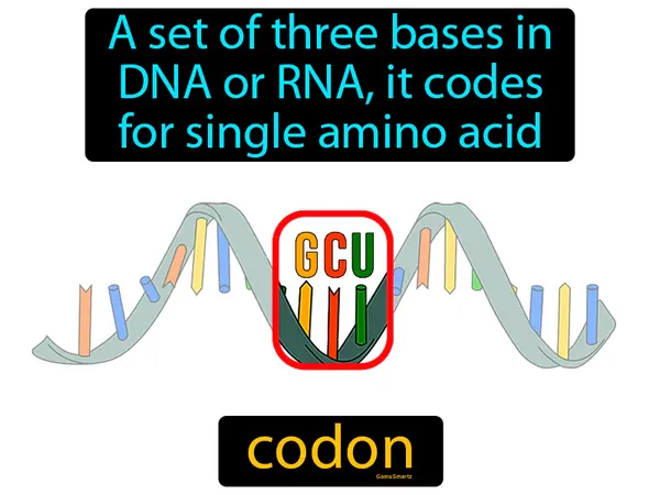 a set of three bases in DNA or RNA, it codes for a single amino acid