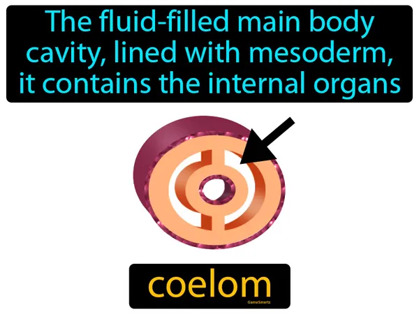 the fluid-filled main body cavity, lined with mesoderm, it contains the internal organs