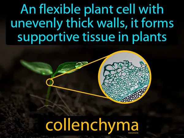 an flexible plant cell with unevenly thick walls, it forms supportive tissue in plants