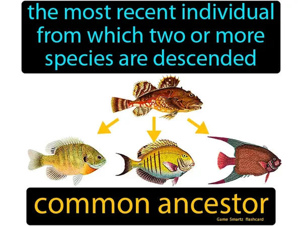 The most recent individual from which two or more species are descended