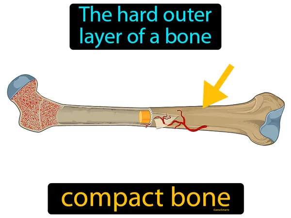 the hard outer layer of a bone