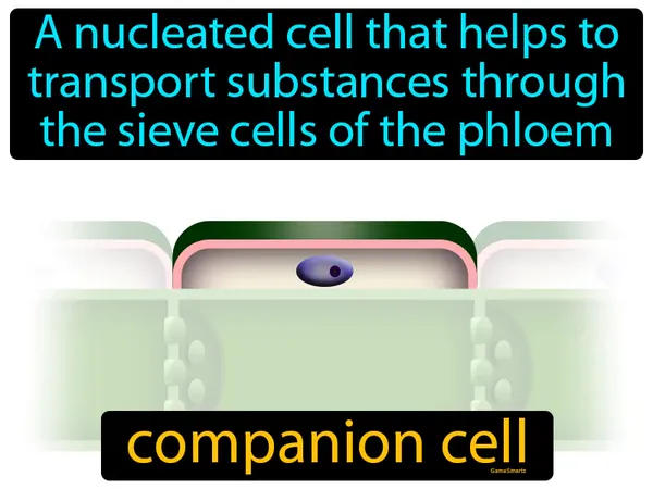 a nucleated cell that helps to transport substances through the sieve cells of the phloem
