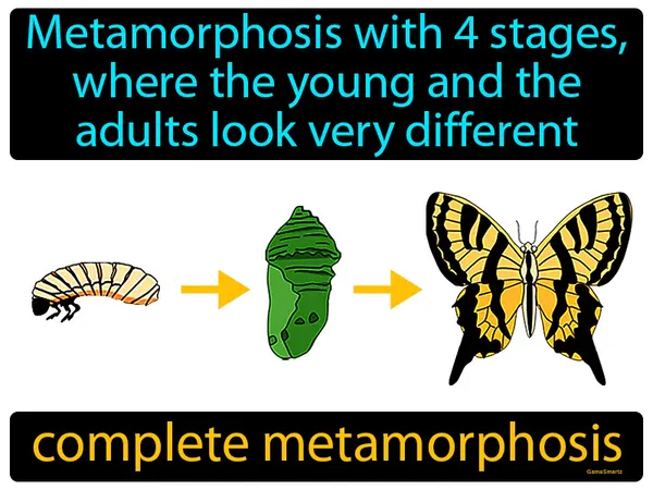 metamorphosis with 4 stages, where the young and the adults look very different