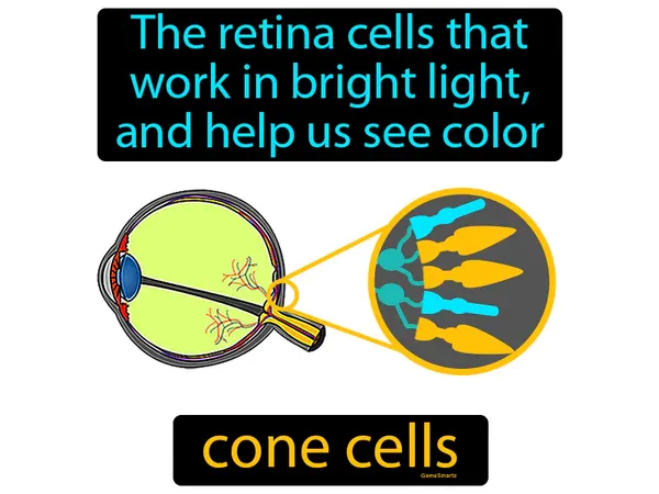 the retina cells that work in bright light, and help us see color