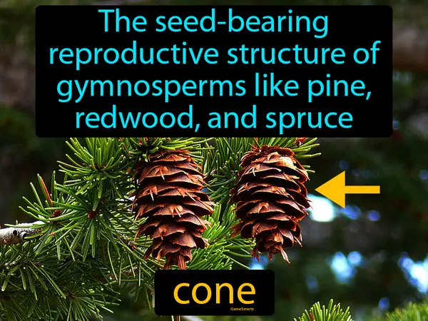 the seed-bearing reproductive structure of gymnosperms like pine, redwood, and spruce