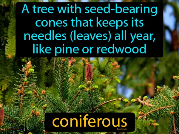 a tree with seed-bearing cones that keeps its needles (leaves) all year, like a pine or redwood tree