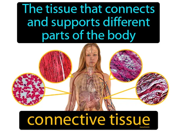 the tissue that connects and supports different parts of the body