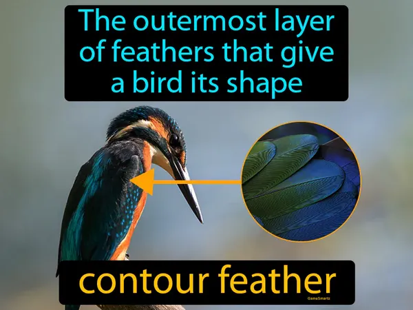 the outermost layer of feathers that give a bird its shape