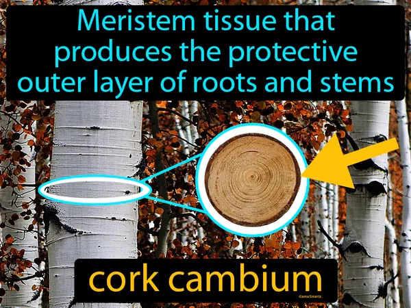 meristem tissue that produces the protective outer layer of roots and stems