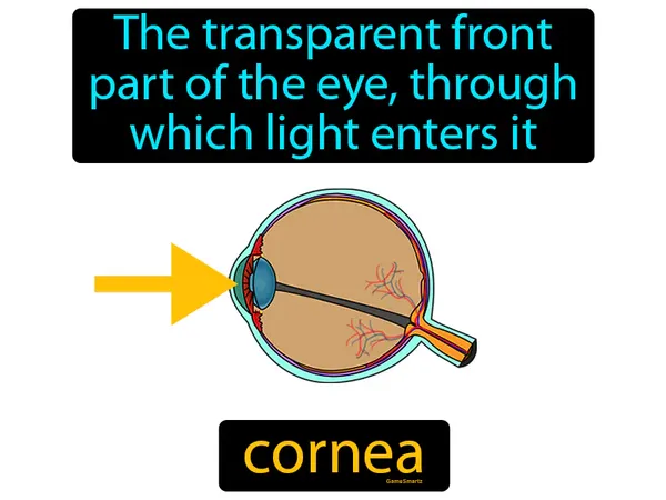 the transparent front part of the eye, through which light enters it