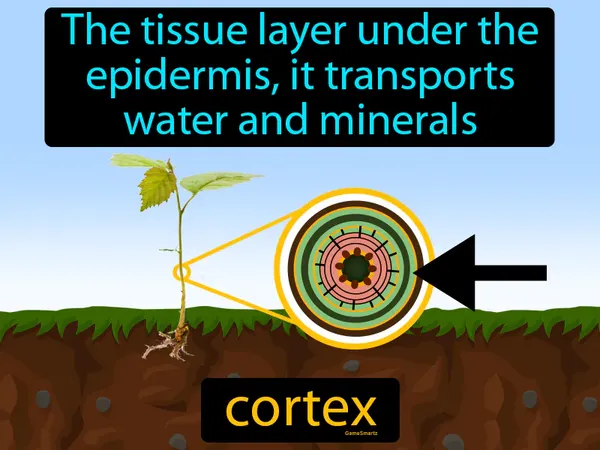 the tissue layer under the epidermis, it transports water and minerals