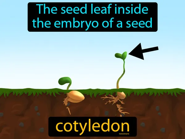 the seed leaf inside the embryo of a seed
