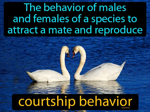 the behavior of males and females of a species to attract a mate and reproduce