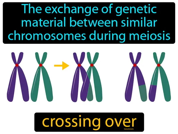 the exchange of genetic material between similar chromosomes during meiosis