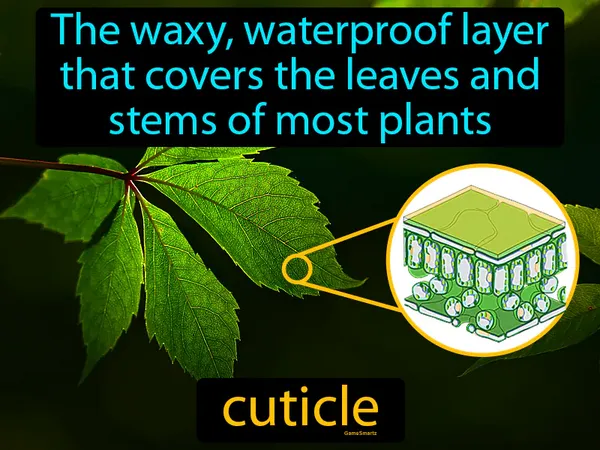 the waxy, waterproof layer that covers the leaves and stems of most plants