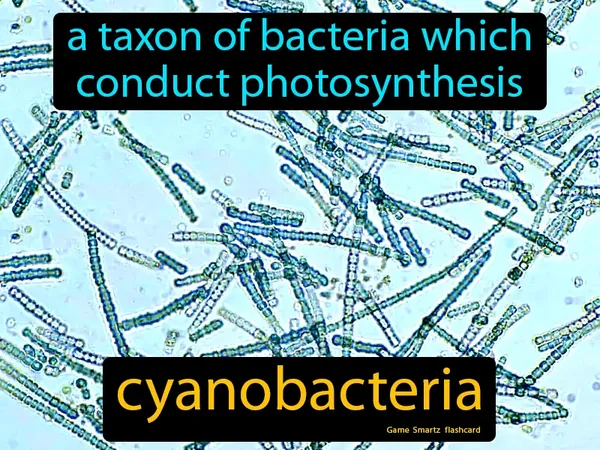 A taxon of bacteria which
conduct photosynthesis