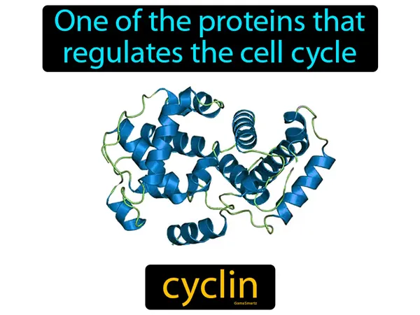 one of the proteins that regulates the cell cycle