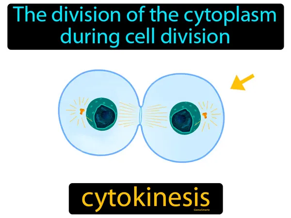 the division of the cytoplasm during cell division