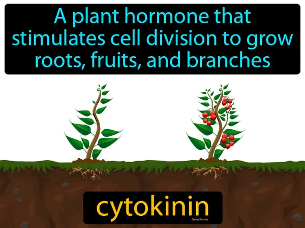 a plant hormone that stimulates cell division to grow roots, fruits, and branches