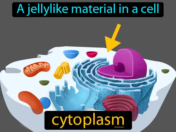 A jellylike material in a cell