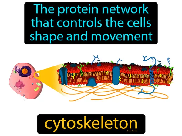 the protein network that controls the cells shape and movement