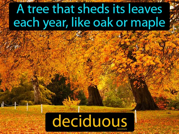 a tree that sheds its leaves each year, like an oak or maple tree